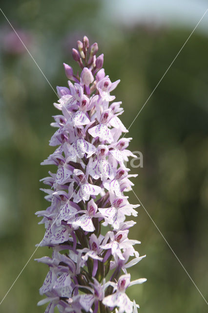 Spotted orchid (Dactylorhiza maculata)