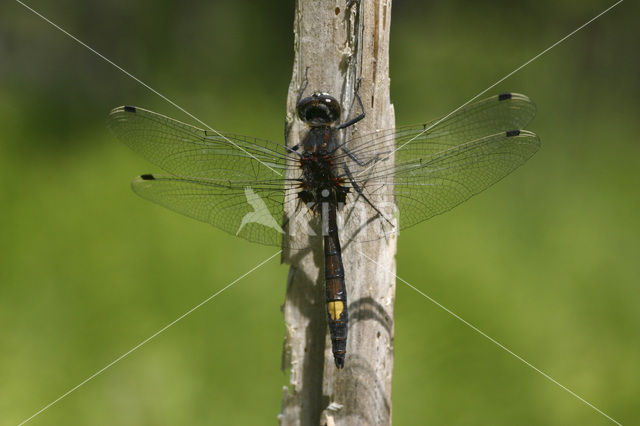 Gevlekte witsnuitlibel (Leucorrhinia pectoralis)