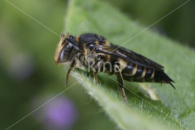 Gewone kegelbij (Coelioxys inermis)