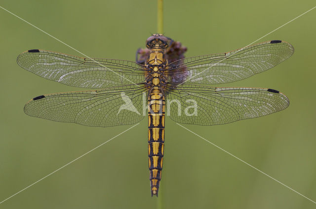 Gewone oeverlibel (Orthetrum cancellatum)