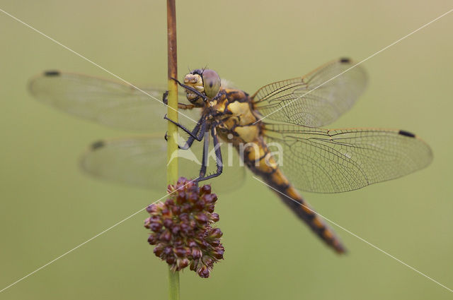 Gewone oeverlibel (Orthetrum cancellatum)