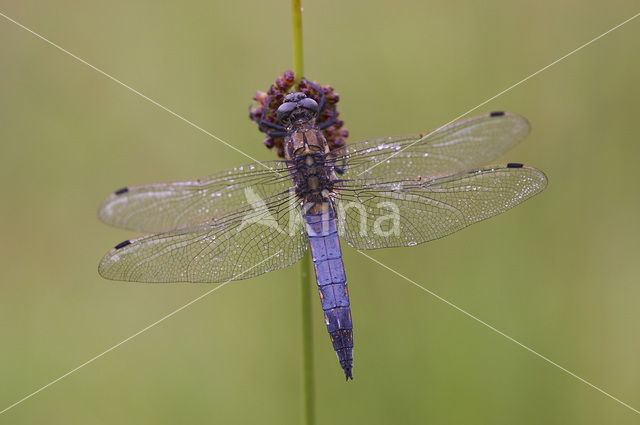 Gewone oeverlibel (Orthetrum cancellatum)