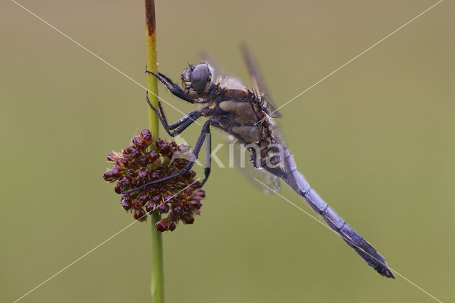 Gewone oeverlibel (Orthetrum cancellatum)