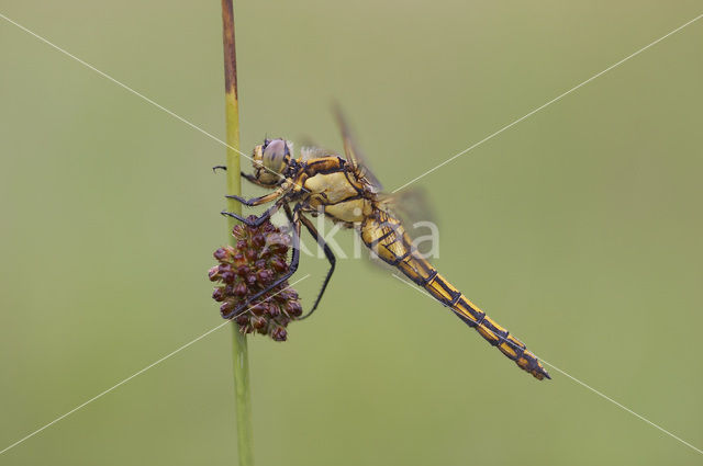 Gewone oeverlibel (Orthetrum cancellatum)