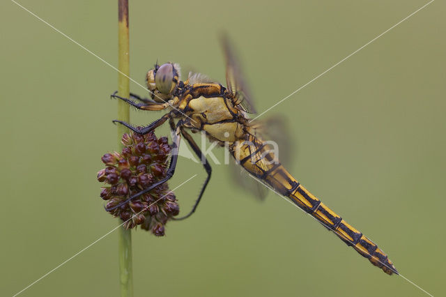 Gewone oeverlibel (Orthetrum cancellatum)