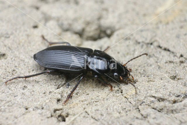 Gewone Roodkruin (Anisodactylus binotatus)