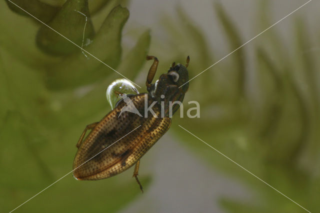 Helophorus brevipalpis