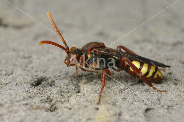 Gewone wespbij (Nomada flava)