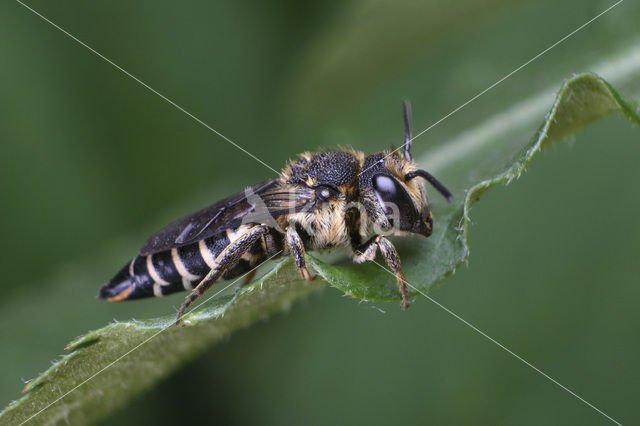 Gouden kegelbij (Coelioxys aurolimbata)