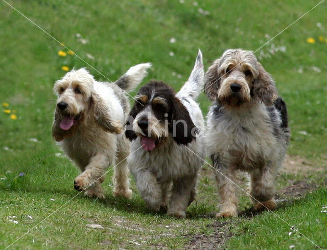 Grand Basset Griffon Vendéen (Canis domesticus)