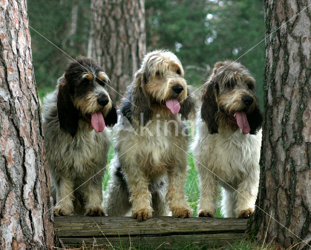 Grand Basset Griffon Vendéen (Canis domesticus)