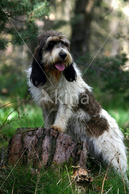 Grand Basset Griffon Vendéen (Canis domesticus)