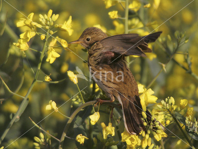 Graspieper (Anthus pratensis)