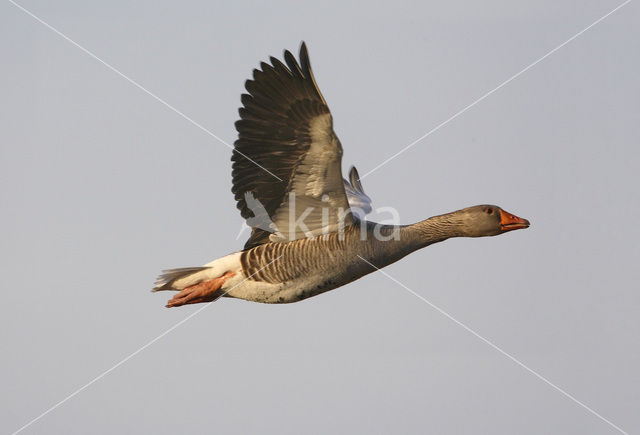 Grey Lag-Goose (Anser anser)