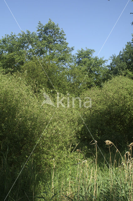 Grauwe wilg (Salix cinerea subsp. cinerea)