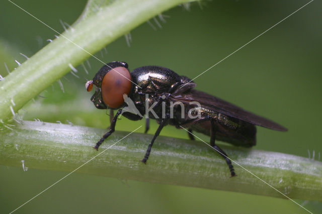 Groen doflijfje (Chrysogaster virescens)