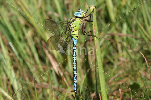 Groene glazenmaker (Aeshna viridis)