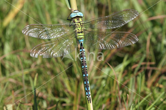 Groene glazenmaker (Aeshna viridis)