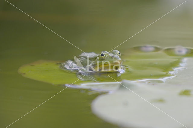 Groene kikker (Rana esculenta)