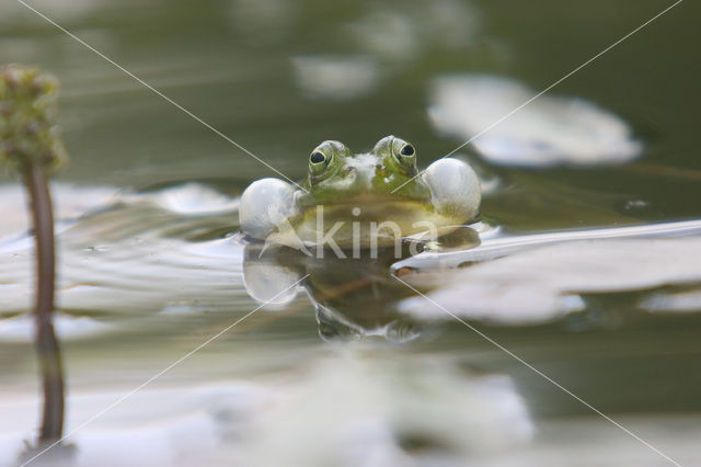 Groene kikker (Rana esculenta)