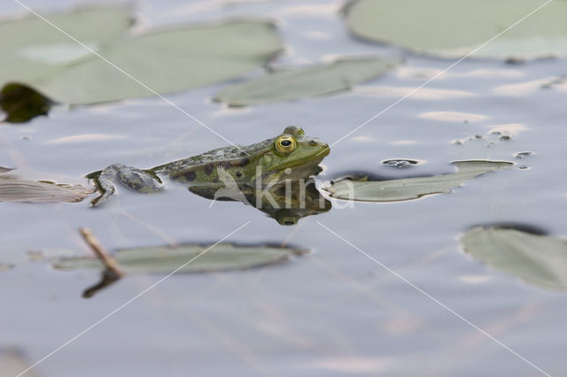 Groene kikker (Rana esculenta)