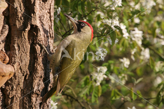 Groene Specht (Picus viridis)