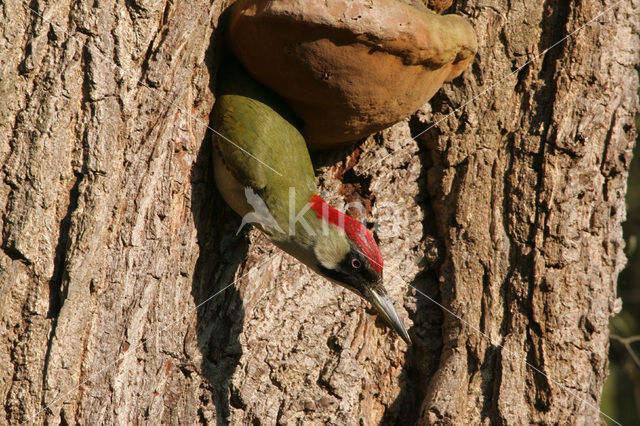 Groene Specht (Picus viridis)