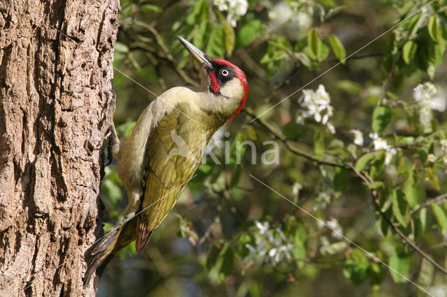 Groene Specht (Picus viridis)