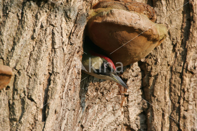 Groene Specht (Picus viridis)