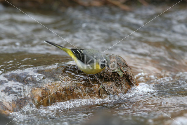 Grote Gele Kwikstaart (Motacilla cinerea)