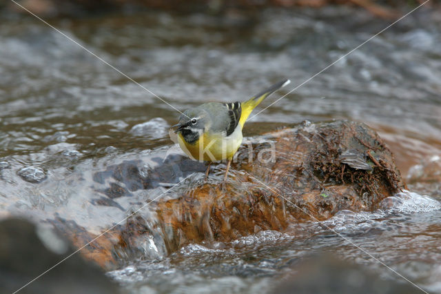 Grote Gele Kwikstaart (Motacilla cinerea)