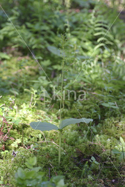 Common Twayblade (Neottia ovata