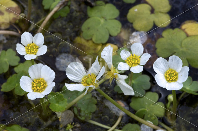 Grote waterranonkel (Ranunculus peltatus)