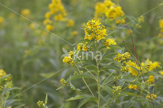 Grote wederik (Lysimachia vulgaris)