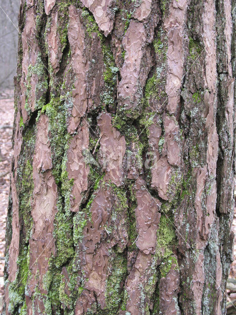 Grove den (Pinus sylvestris)