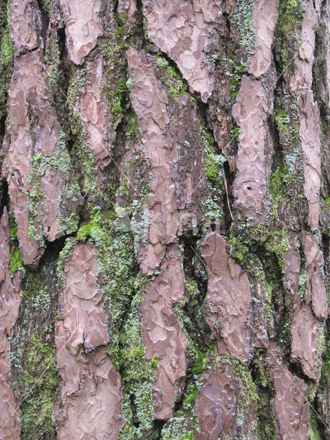 Grove den (Pinus sylvestris)