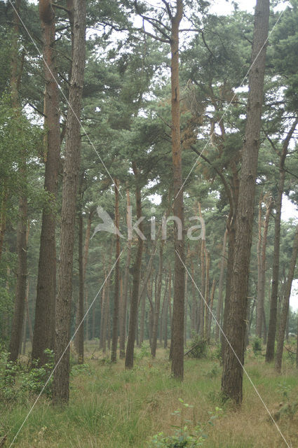 Grove den (Pinus sylvestris)