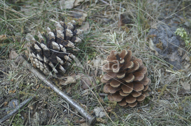 Grove den (Pinus sylvestris)