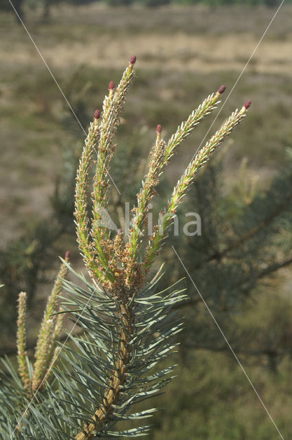 Grove den (Pinus sylvestris)