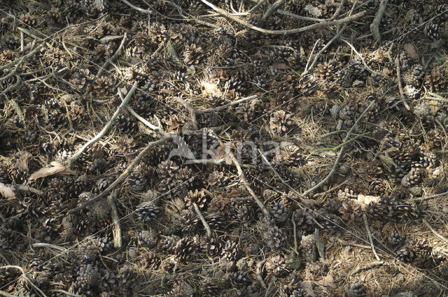 Grove den (Pinus sylvestris)