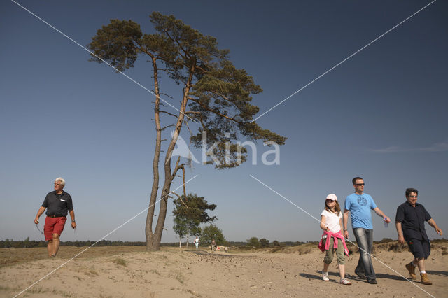 Grove den (Pinus sylvestris)