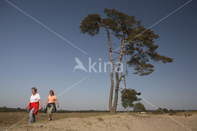 Grove den (Pinus sylvestris)