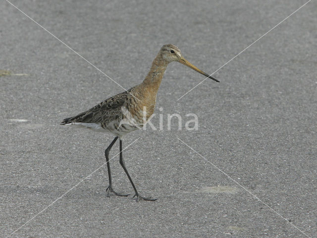 Grutto (Limosa limosa)