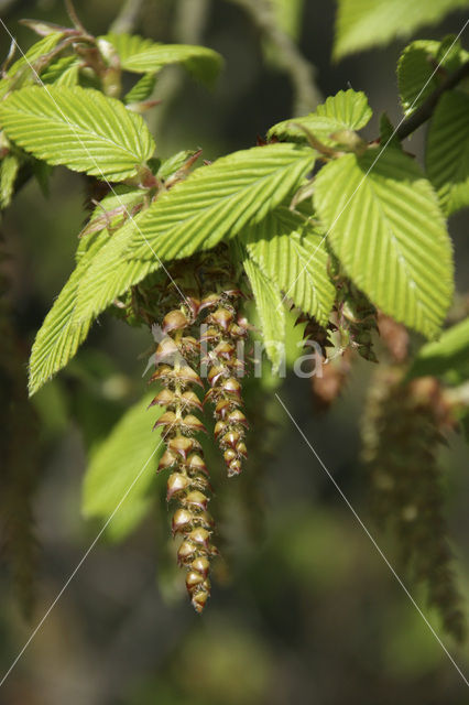 Haagbeuk (Carpinus betulus)