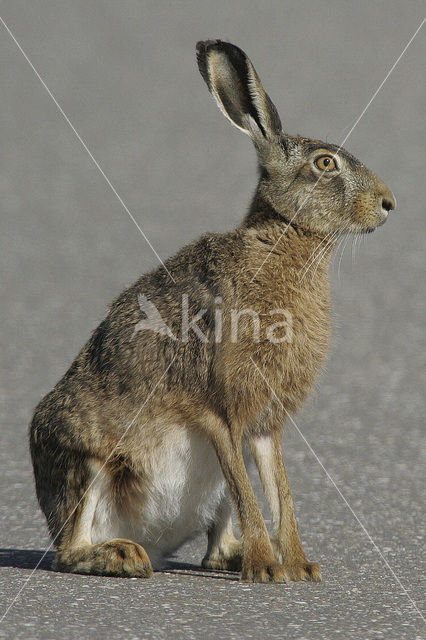 Haas (Lepus europaeus)