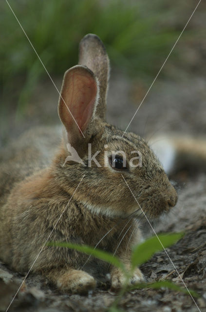 Haas (Lepus europaeus)