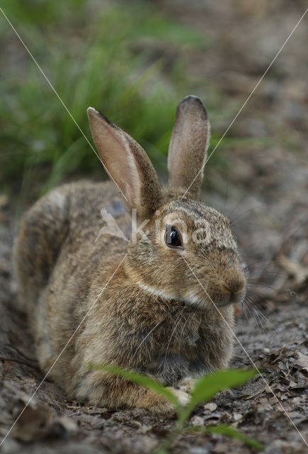 Haas (Lepus europaeus)