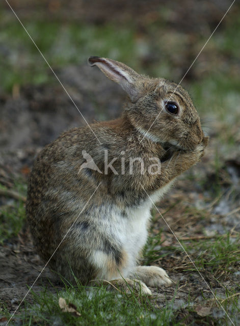 Haas (Lepus europaeus)