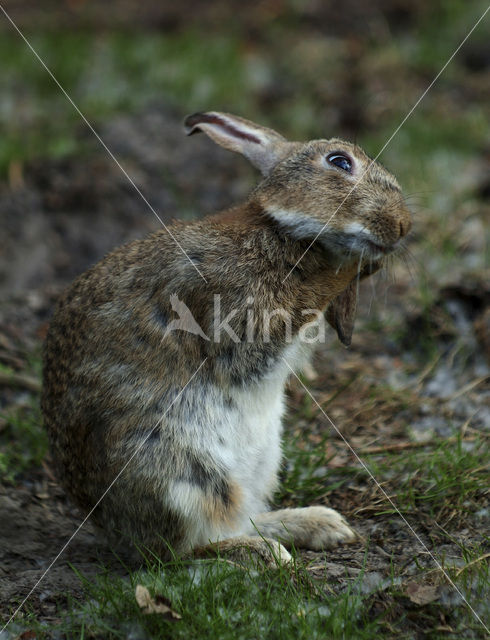 Haas (Lepus europaeus)