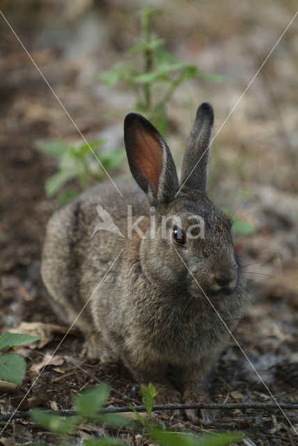 Haas (Lepus europaeus)